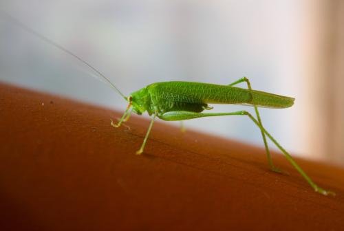 Phaneroptera nana